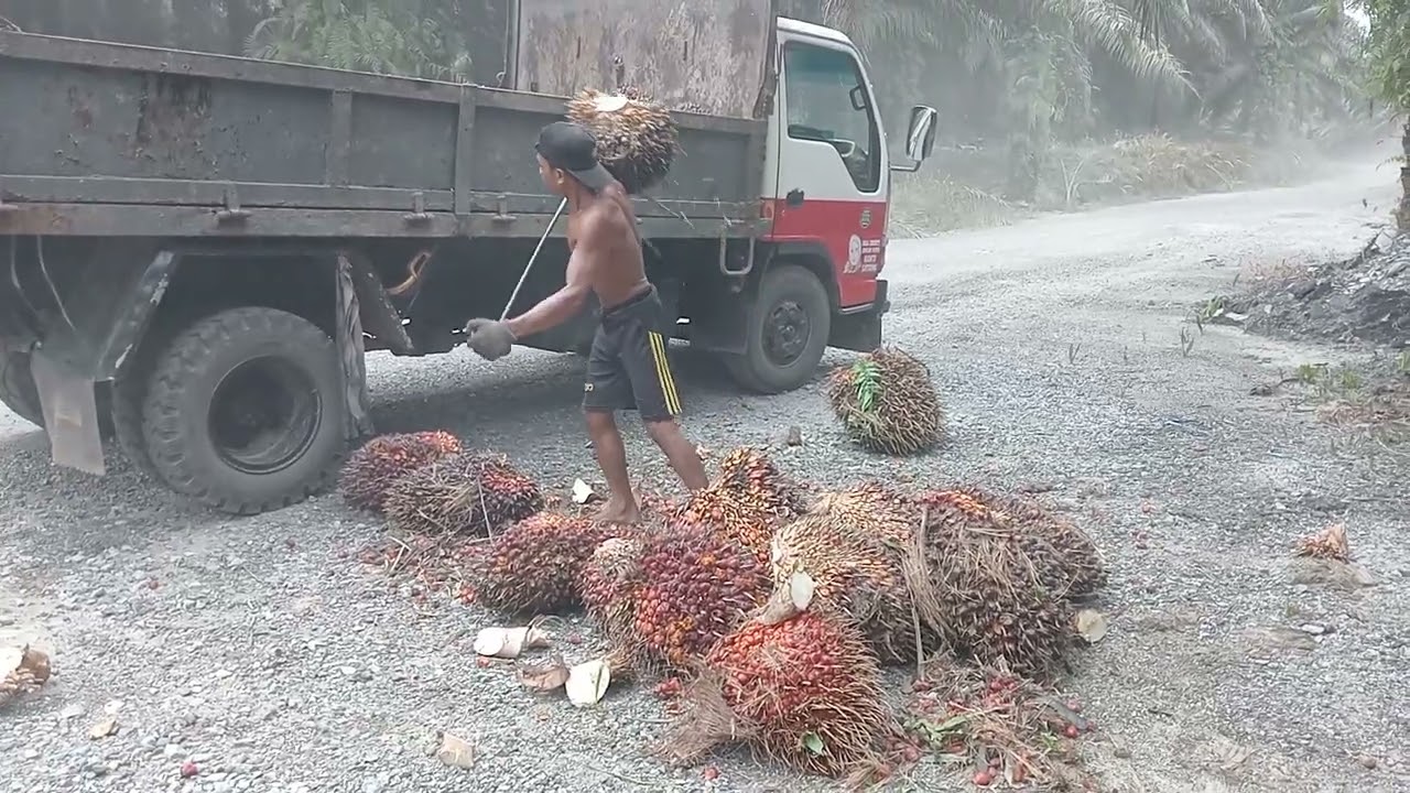Loding buahsawit terkuat dari lombok rekor baru