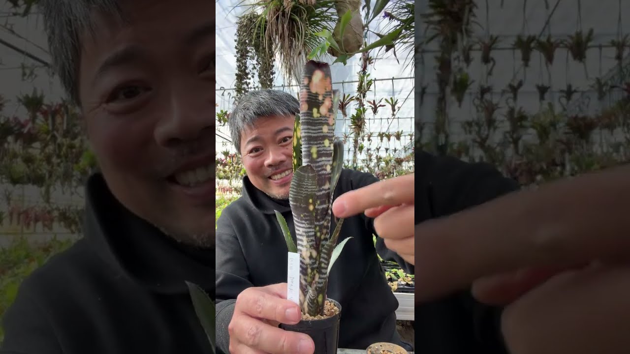 植える植えるタンクブロメリア