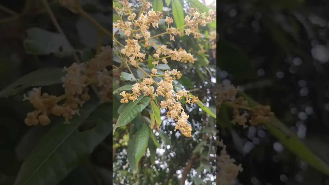 Ong mật vùng cao đang phát trực tiếp! Hoa đang nở