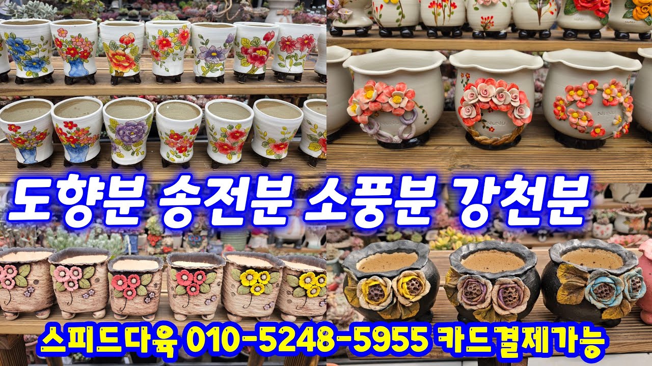 26.3.18 🌹베란다에서 사용하기 좋은 도향분 송전분 강천분 소풍분 #스피드다육 010-5248-5955 전국택배 유료광고포함 