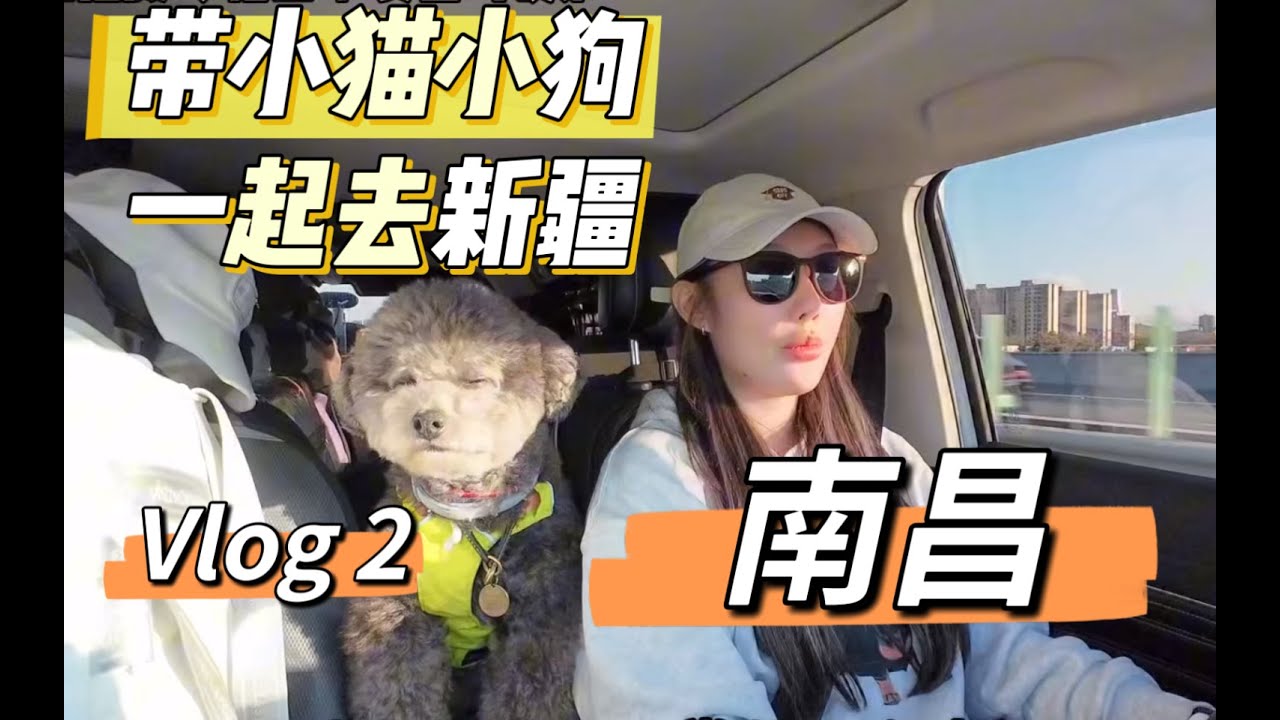 带小猫小狗一起去新疆 第2集 南昌一猫两狗一人从福州出发第二站