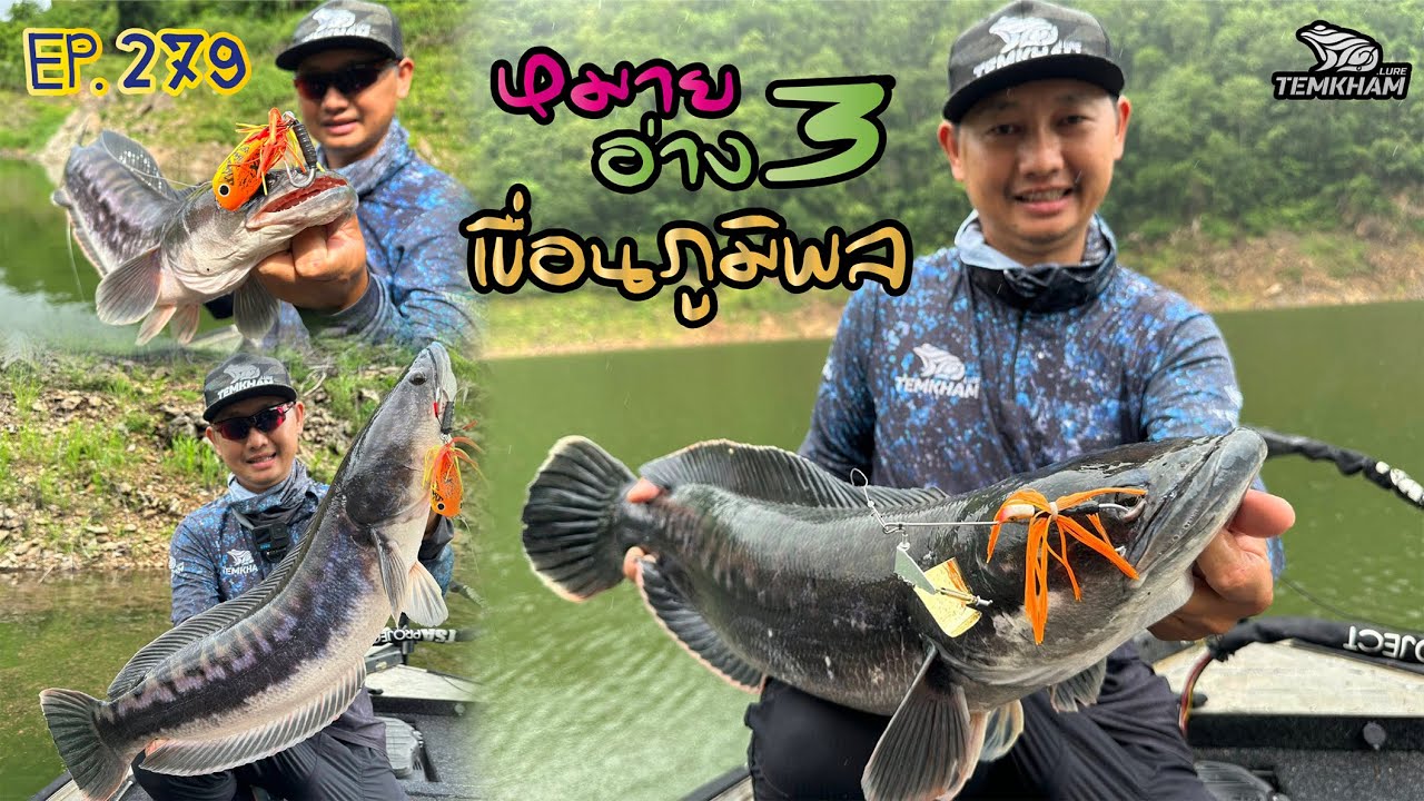 ชะโดเริ่มดุ เขื่อนภูมิพล หมาย อ่าง 3   EP.279