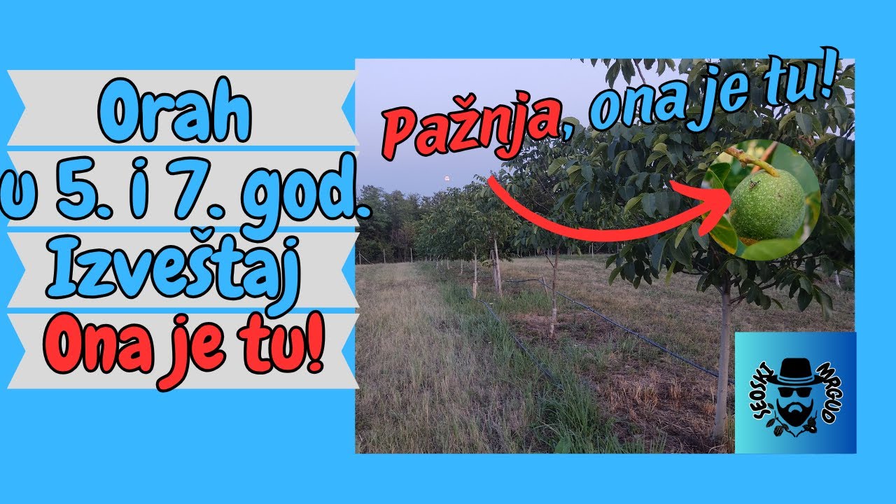 Izveštaj iz zasada u 5. i 7. godini | Pažnja Orahova Muva se pojavila #seoskimrgud