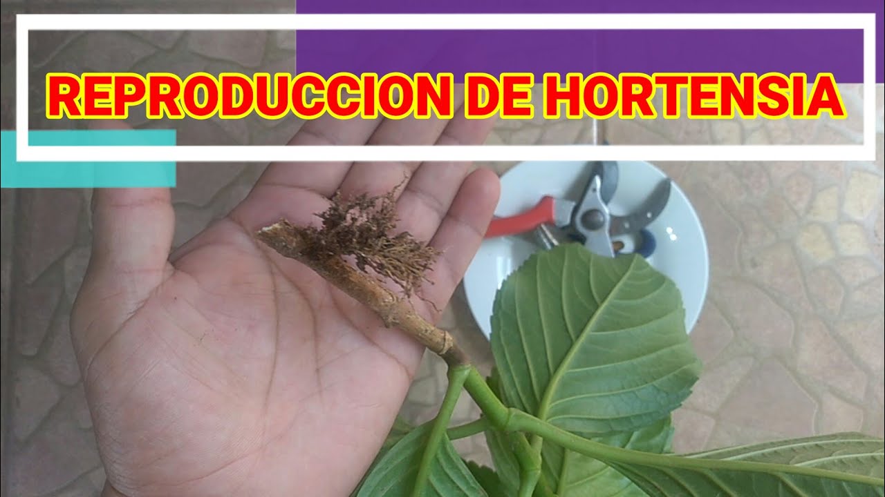 APRENDE DOS FORMAS DE REPRODUCIR LA HORTENSIA FÁCILMENTE
