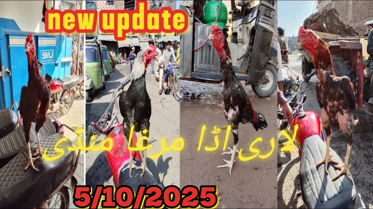 || Lahore murga mandi || new update Lari adda murga mandi || new update in Lahore Sunday bazaar.