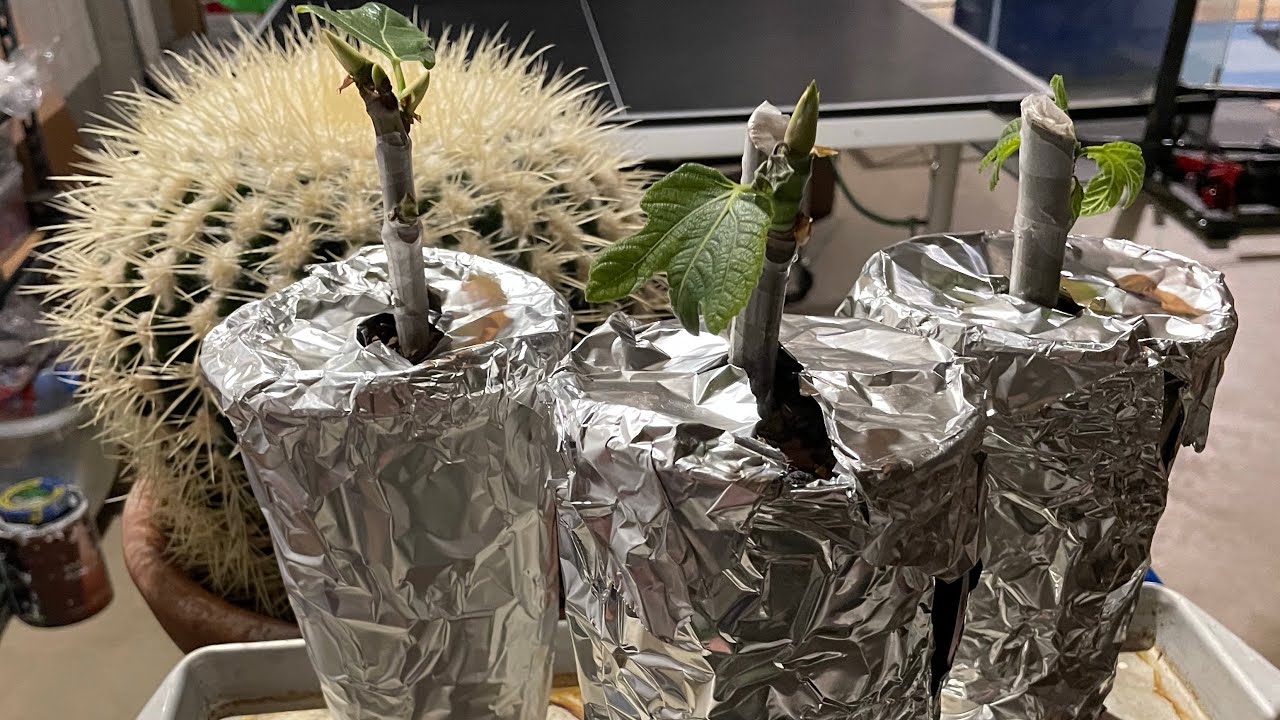 Conclusion to the Fig Rooting Experiment