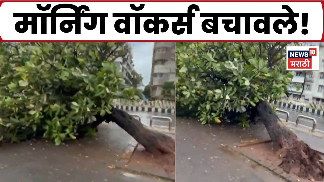 Mumbai Rain News | मरीन ड्राईव्हवर झाड कोसळलं; 24 तासांत दुसरी घटना, सुरक्षेवर प्रश्नचिन्ह