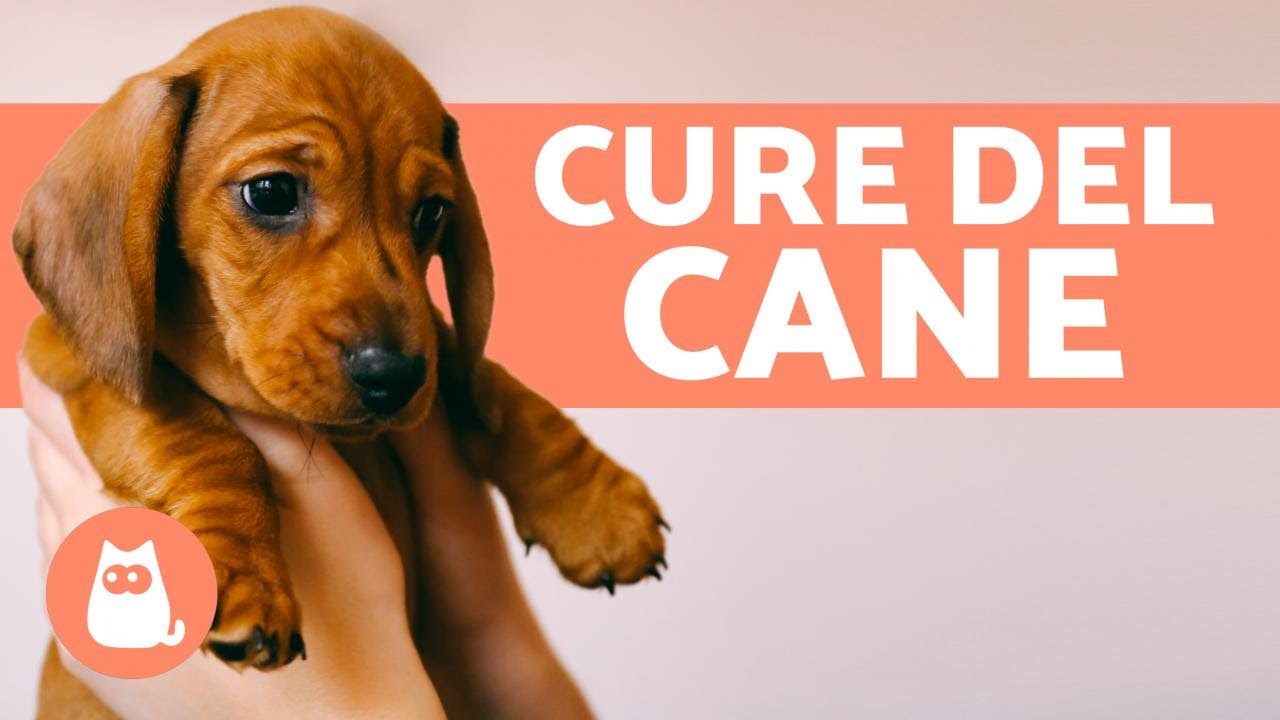 Come prendersi cura di un CUCCIOLO? 🐶 Guida completa!