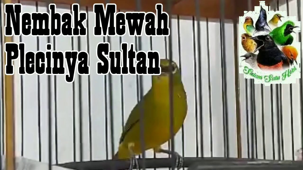 Nembak Mewah Pleci Sultan Bikin Ngiler!!!