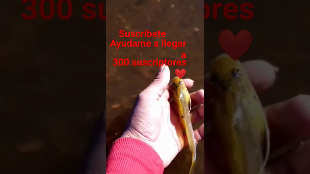 #bagre Amarillito #pesca y #devolut1on