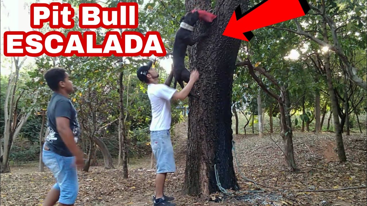 Passo a Passo Iniciando Escalada com seu Cão.Treino Pit Bull Escalando Com Babi Equipe Pelles Rustic