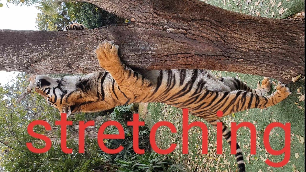 What if You need to get out of a tiger cage quick!