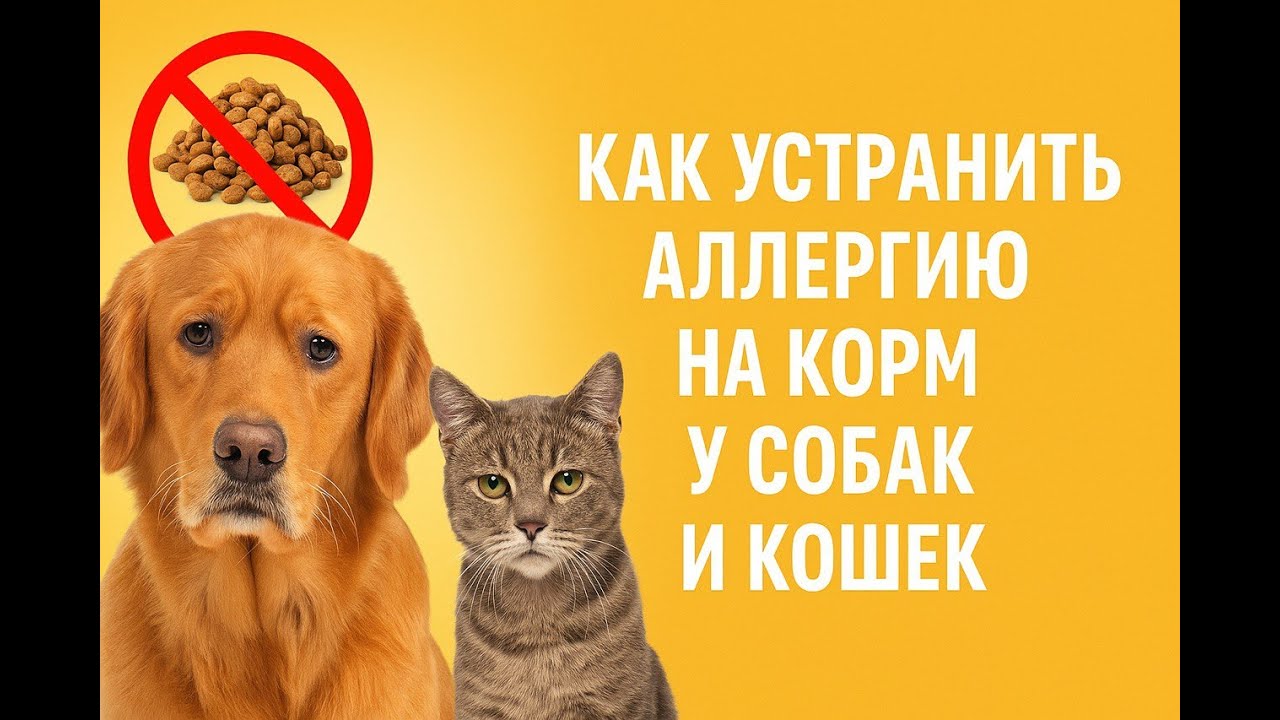 Как устранить аллергию у собак и кошек на корм, почему бывают неудачи и что делать.