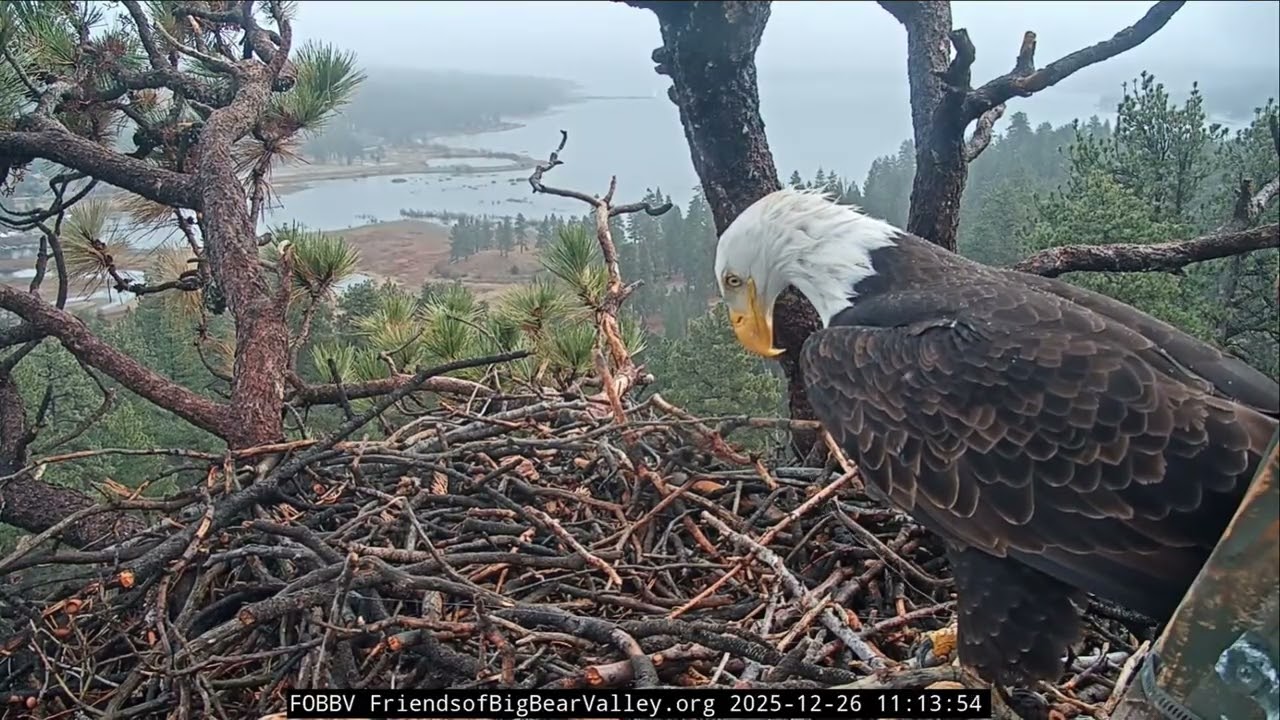 Jackie got fishing line caught in beak | 12.26.25