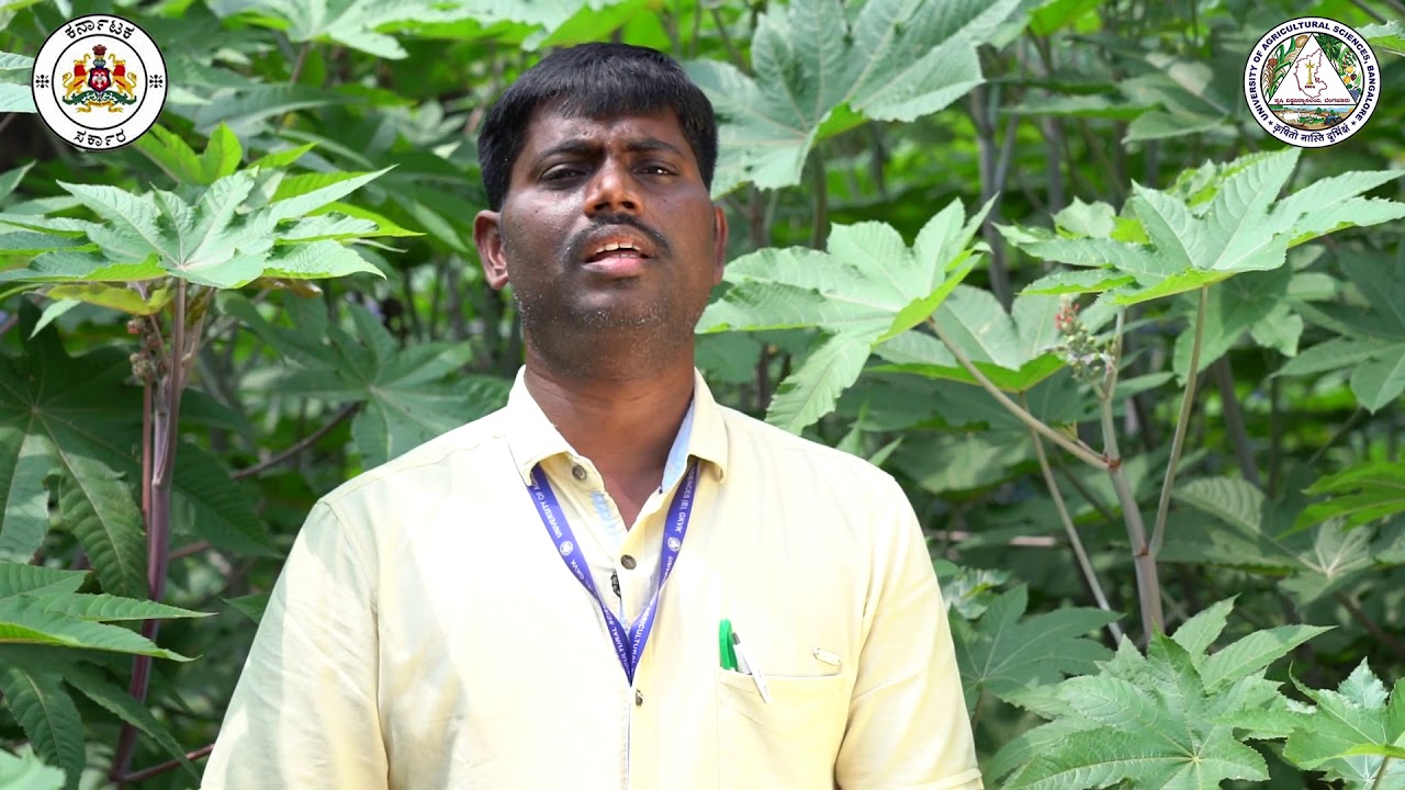 ಹರಳು ತಳಿಗಳು