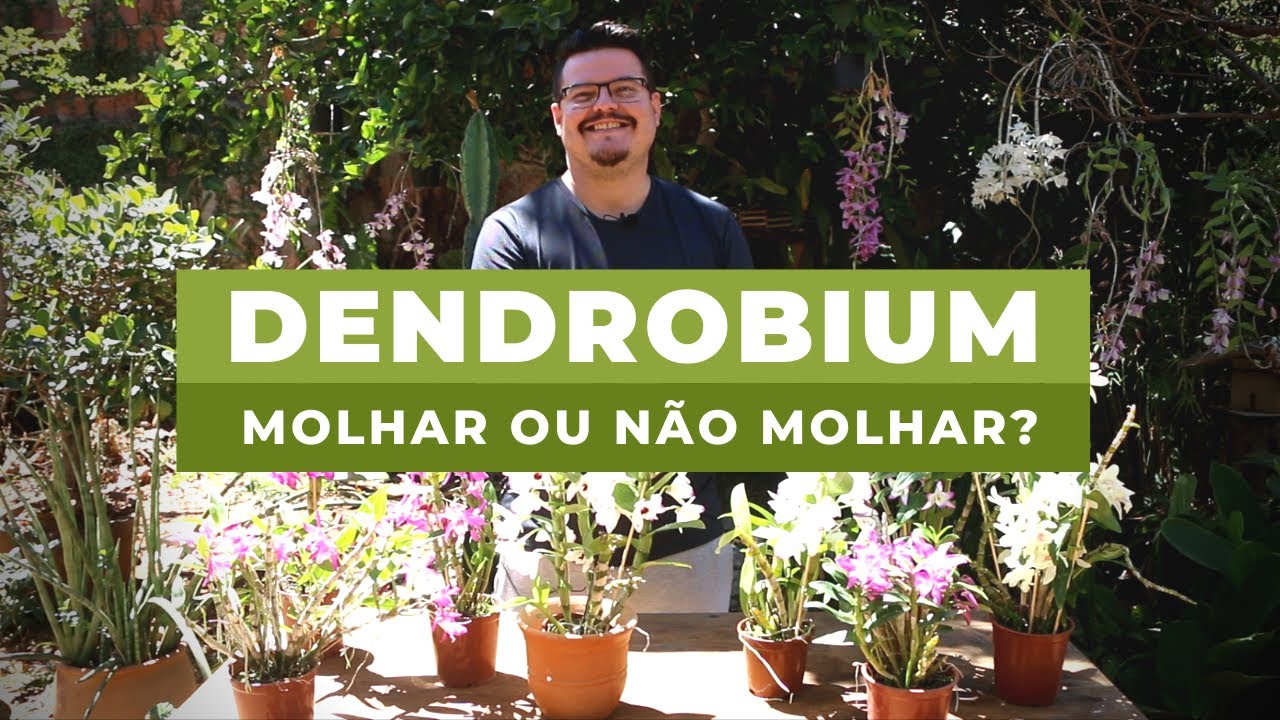 Molhar ou Não a Orquídea Dendrobium?