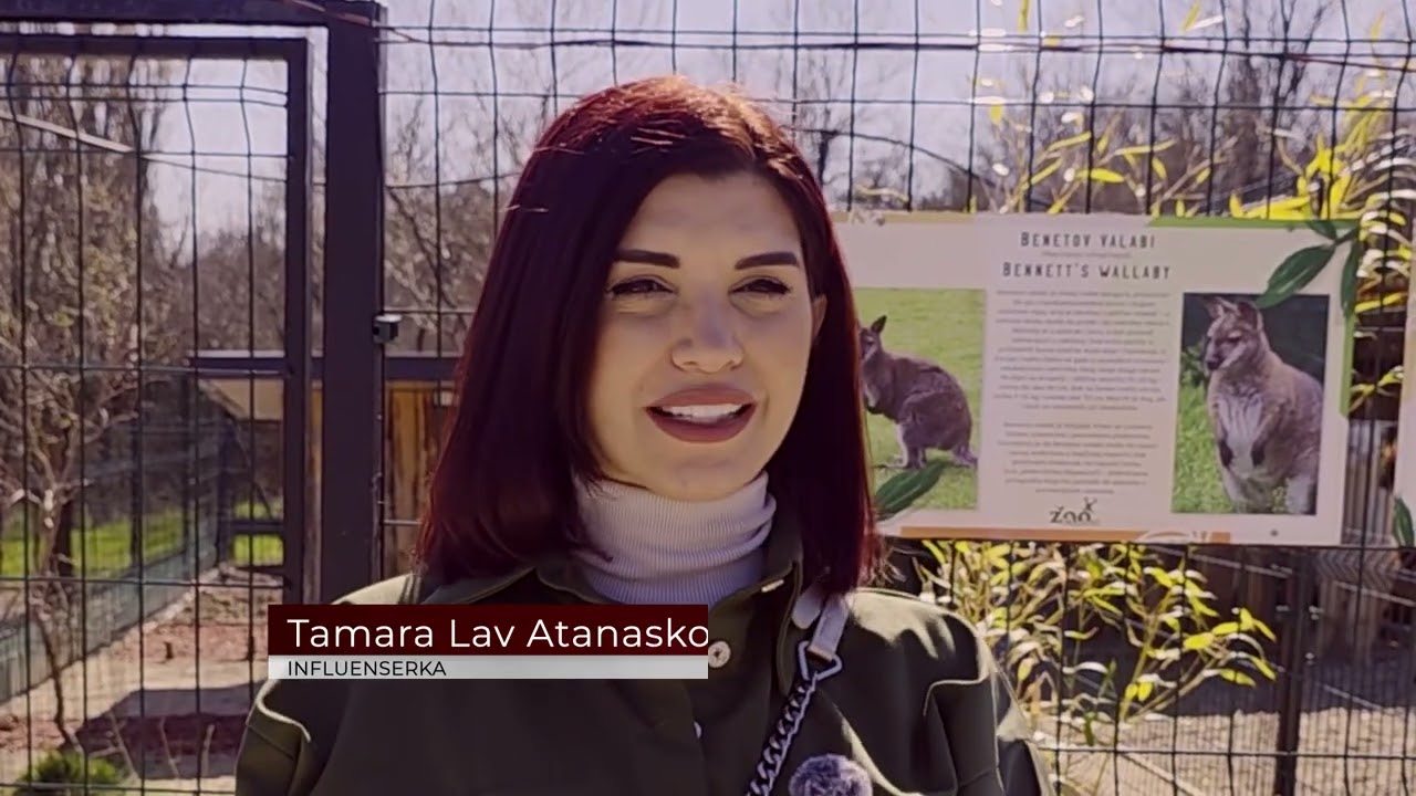 ZVEZDA ZOO KUTKA: KENGUR DRAGAN VOLI TURBO FOLK I CELER 13.03.2026.