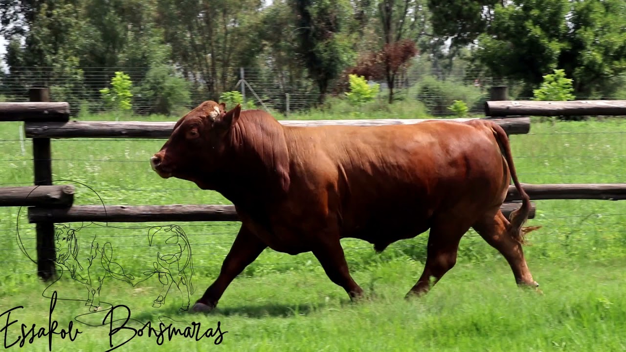 LOT 20 CLIP RPE 18 51 PV2021