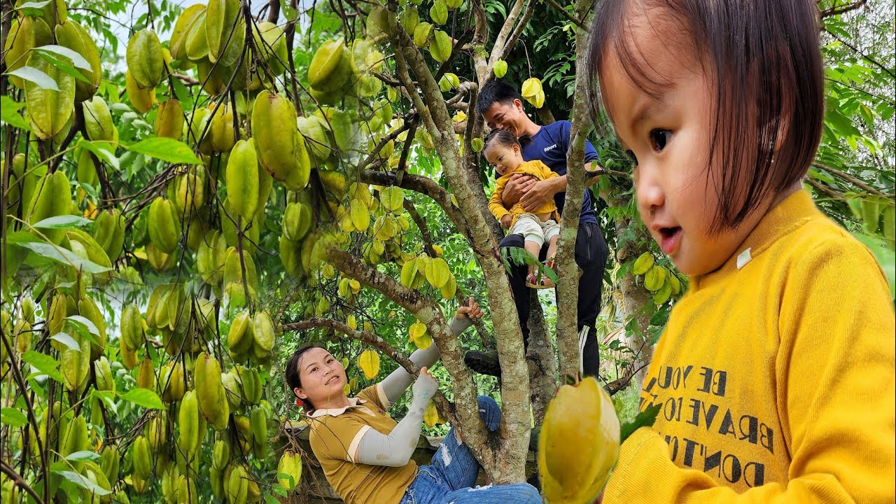Harvest carambola fruit and bring it to the market to sell. Peaceful life with guy and baby girl.