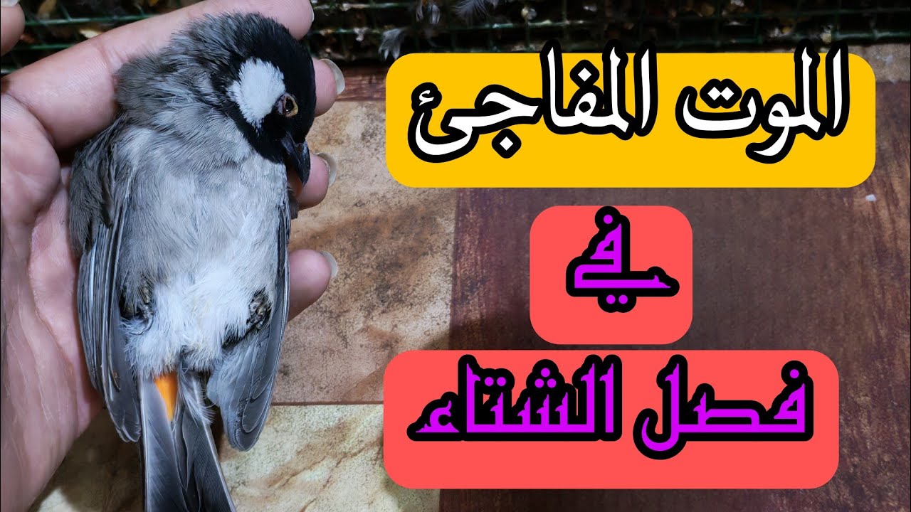 القاتل الصامت في البلايل 😓