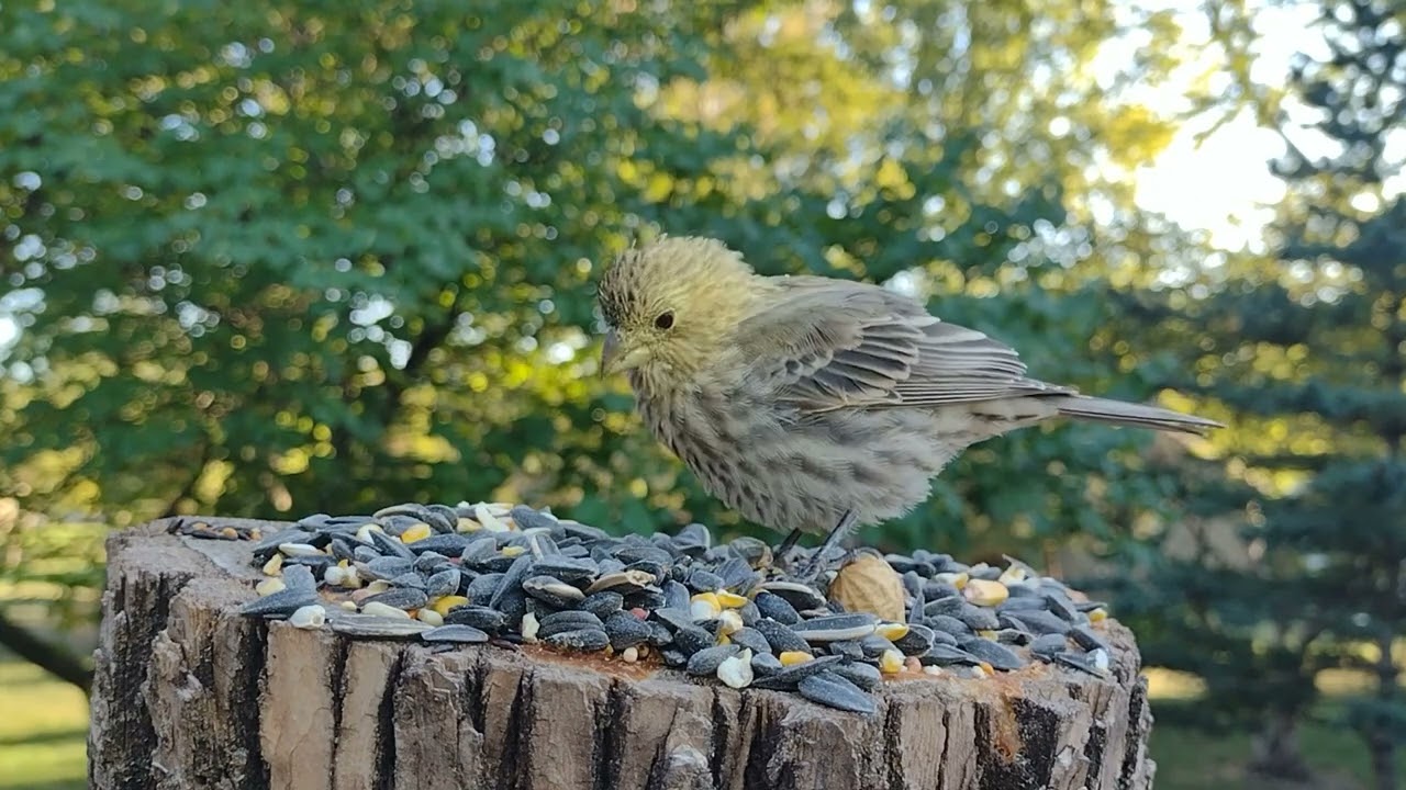 Hungry birds on log feeder