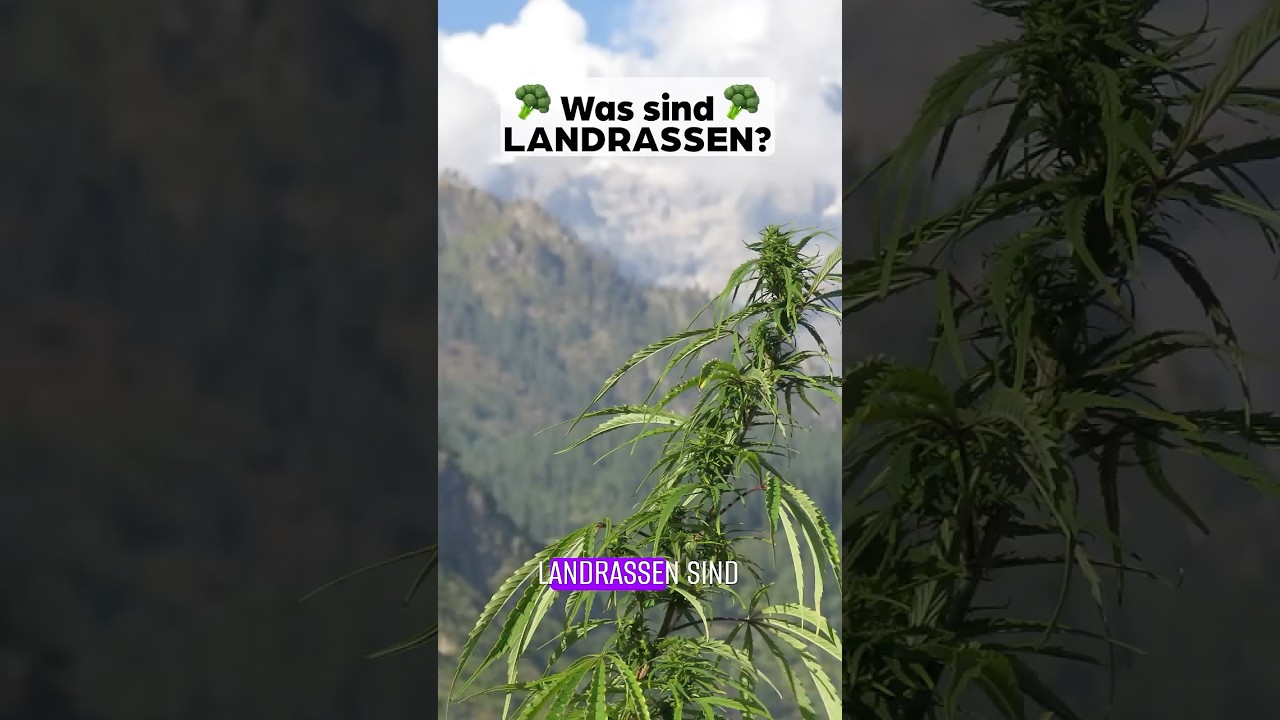 Die URV&Auml;TER der MODERNEN SORTEN - LANDRASSEN🥦 | #greennode #shorts