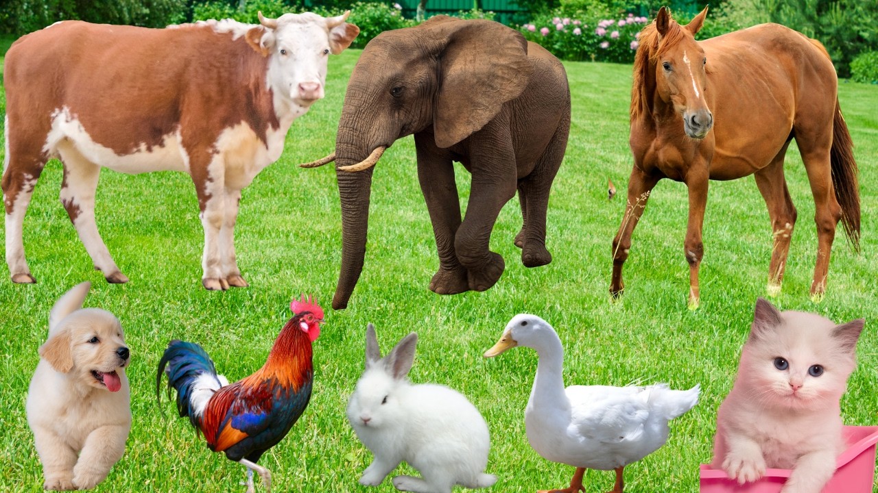 Farm Animals Compilation: Dog, Horse, Cow, Rabbit, Chicken, Duck, Cat-Animal Sounds