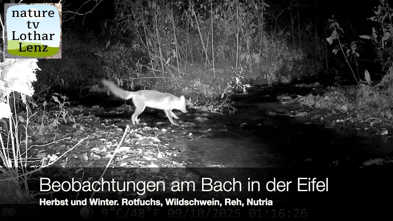 Beobachtungen am Bach in der Eifel. Herbst und Winter. Rotfuchs, Wildschwein, Reh, Nutria