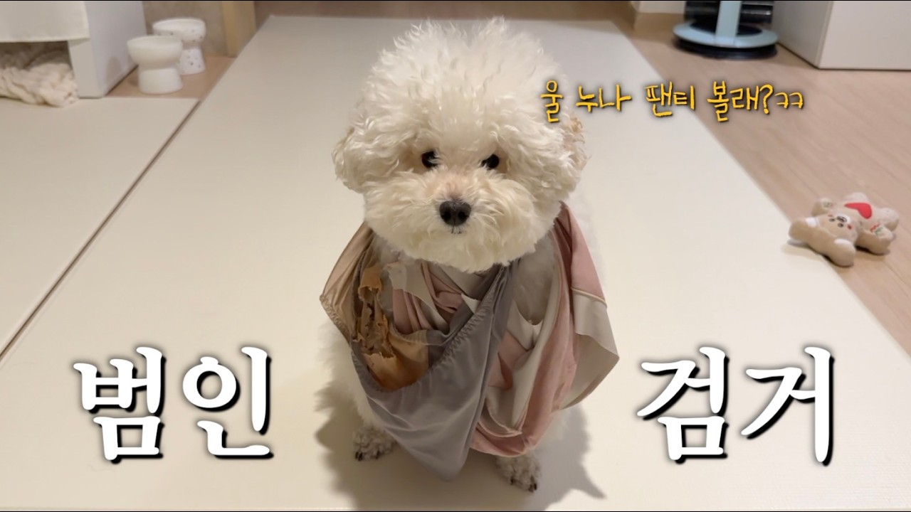 (팬티 최초 공개) 강아지 팬티 도둑, 검거 완료