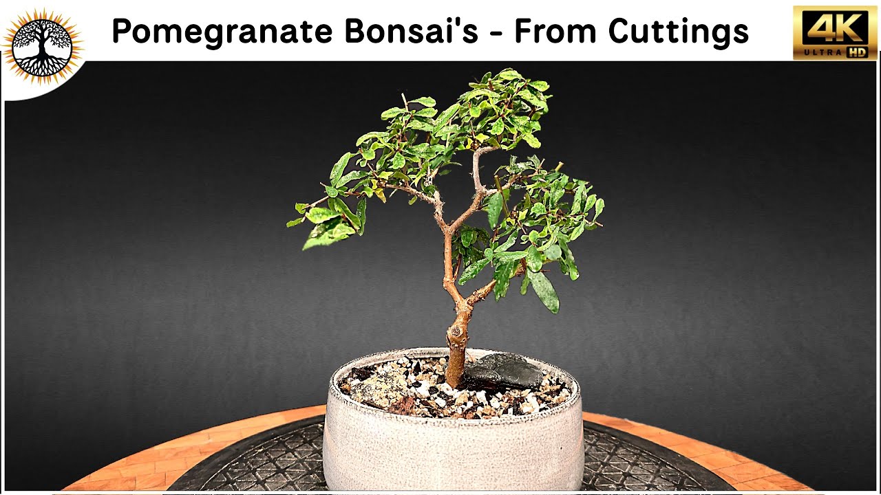 Pomegranate Bonsai's - All From Cuttings