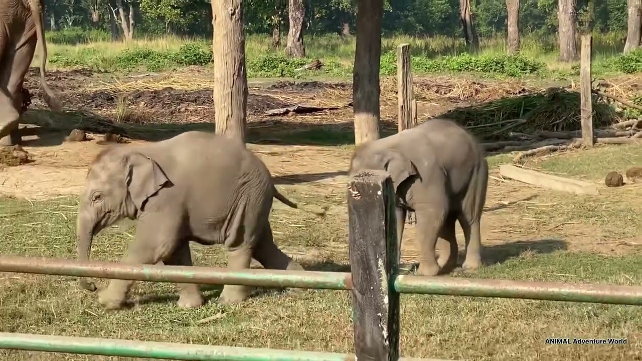 Naughty baby elephants playing together at Breeding Center #babyelephant #animaladventureworld 