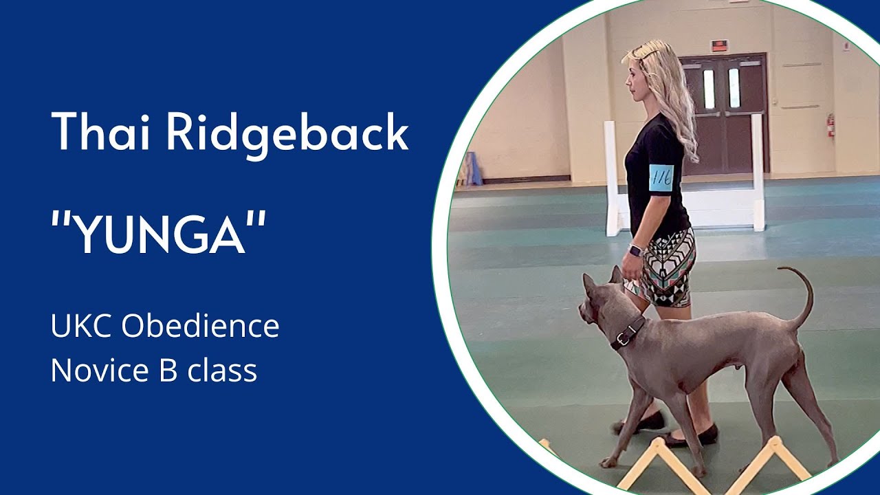 UKC Obedience Trial - Novice B Class - Thai Ridgeback Dog Talisman Yunga Queenopolis