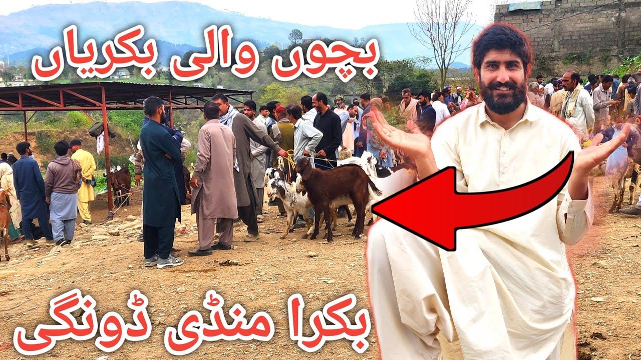Top quality goats with calf for sale at cheapest price 11 Nov 2026 #goats #bakri 