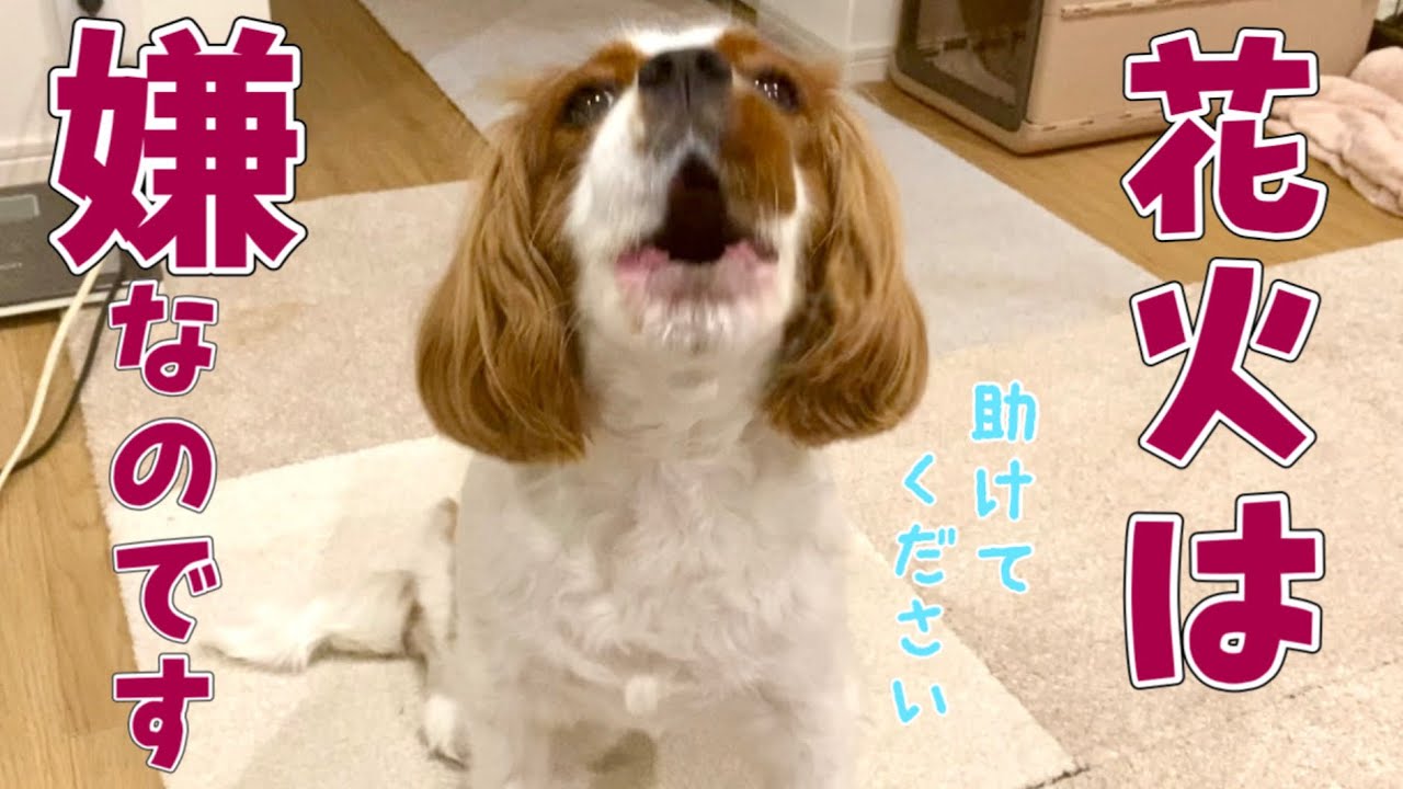 体調を崩してしまう程に花火は苦手です