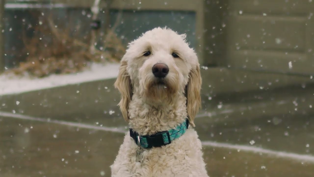AI Extreme Slow Motion - Snowfall (4K 960fps)