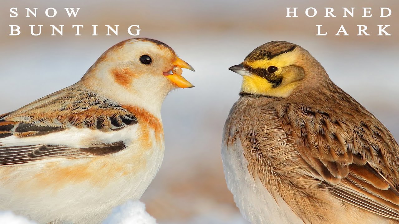 Snow Bunting and Horned Lark birds in winter.