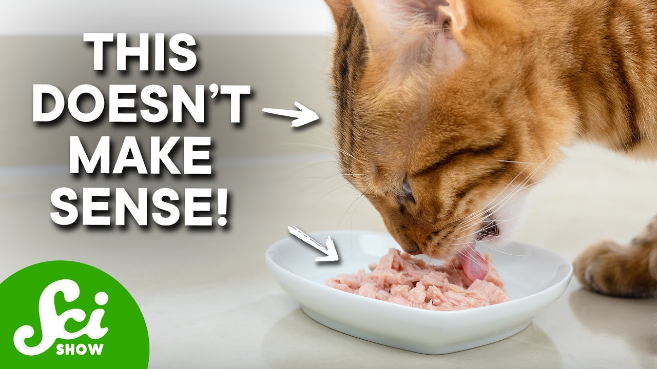 Cats Shouldn't Love Tuna (But They Do)