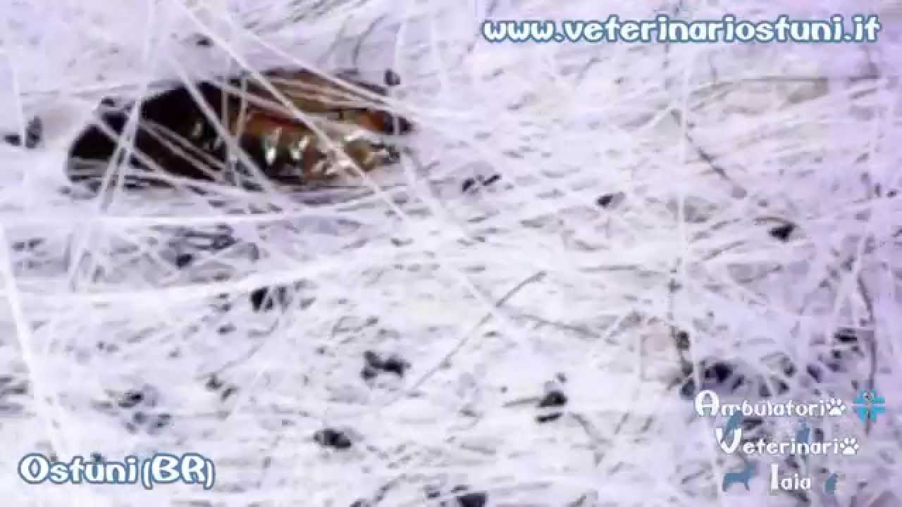 infestazione da PULCI in video dermatoscopia (Ctenocephalides felis) Dott. Vincenzo Iaia Ostuni(Br)