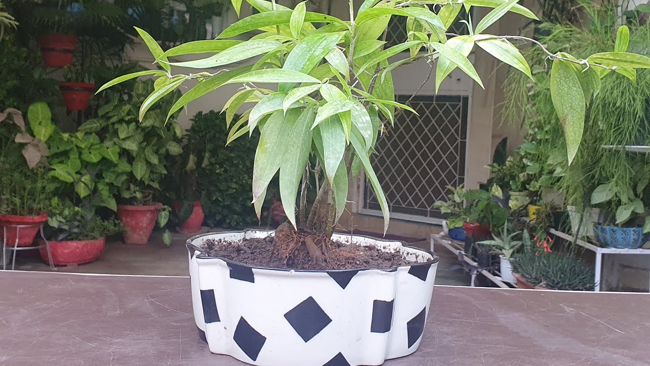 Dracaena Golden milky/ Japanese Bamboo plant//Lucky indoor plant//Repotting & Care