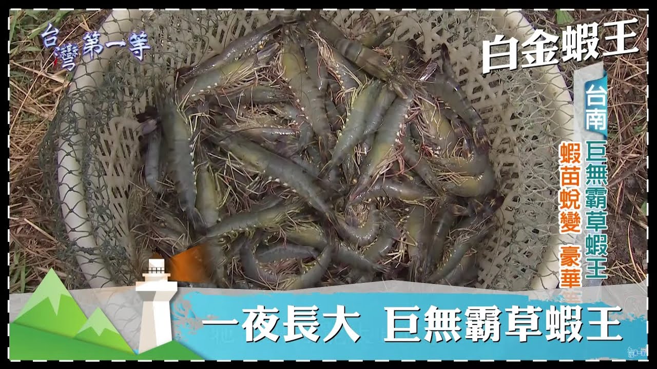 台灣第一等【白金蝦王 不剝殼蝦／一夜長大 巨無霸草蝦王／龍膽白蝦】 _精選特輯 #好家在我在家
