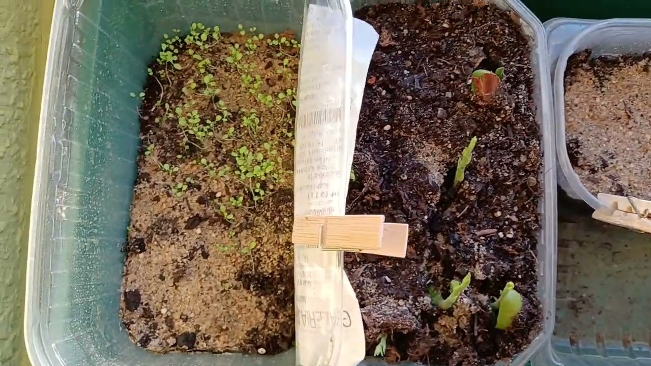 Aussaat nach 3 Wochen Chillies, Petunien, Jackfruchtbaum-Teil 2