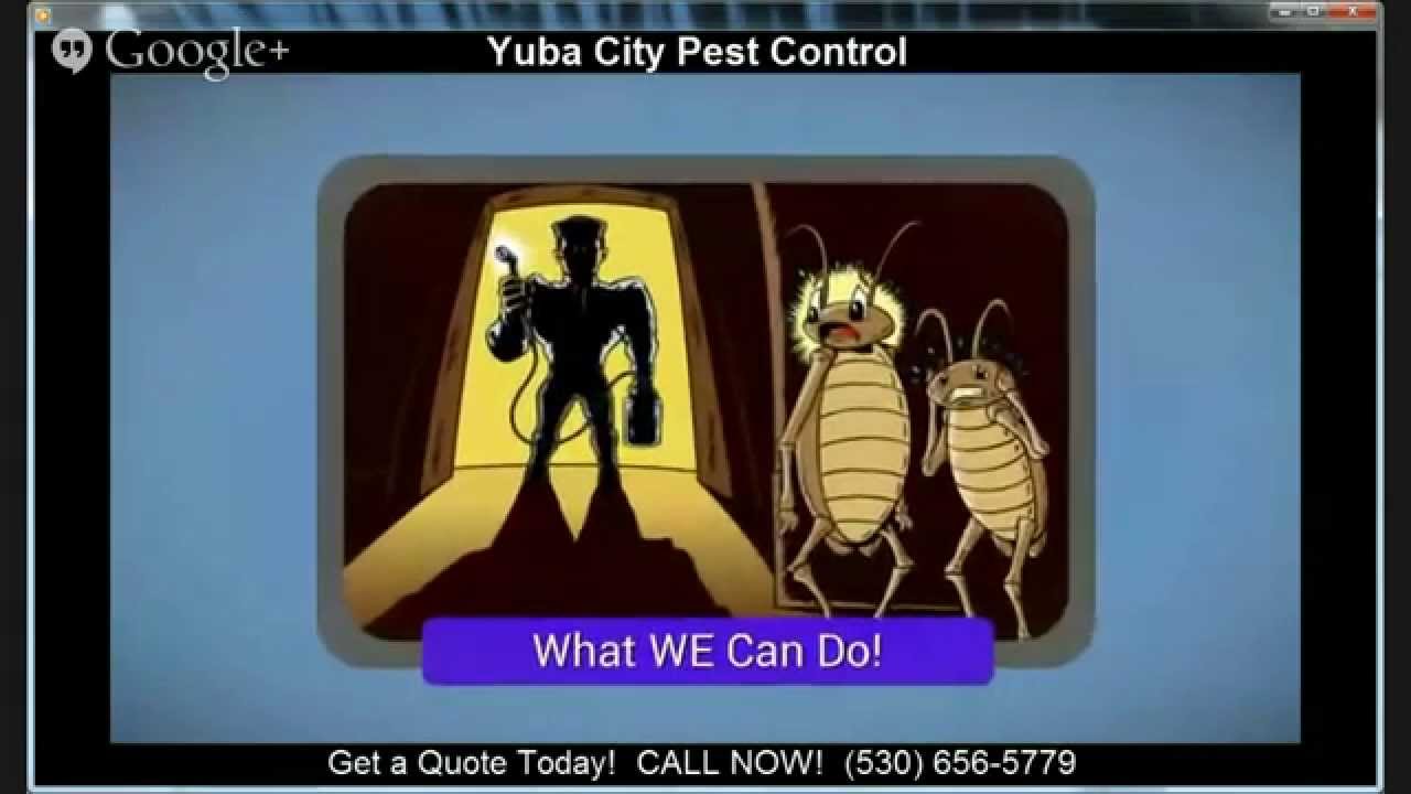 Yuba City Pest Control | (530) 656-5779 | Pest Control Yuba City CA