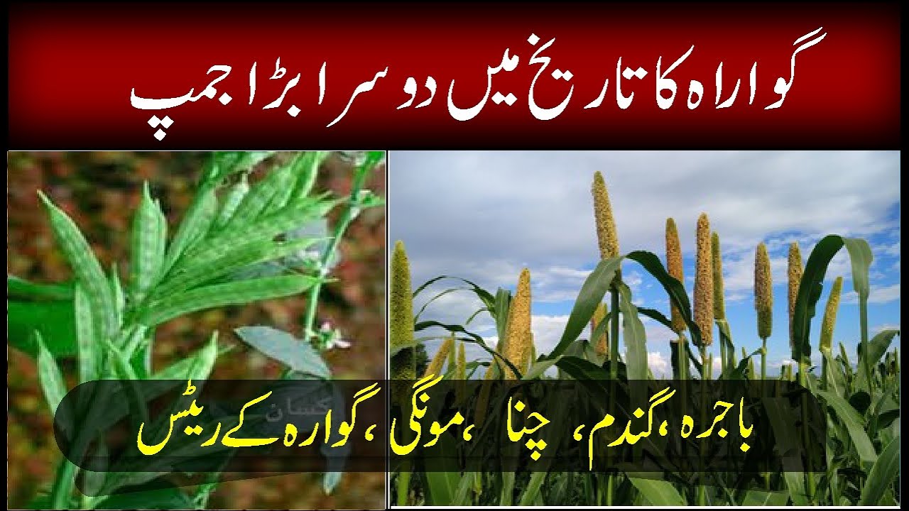 Guara's second big jump in history l Chana, Mongi, wheat updated rate  in pakistan l Bashir Sandhila