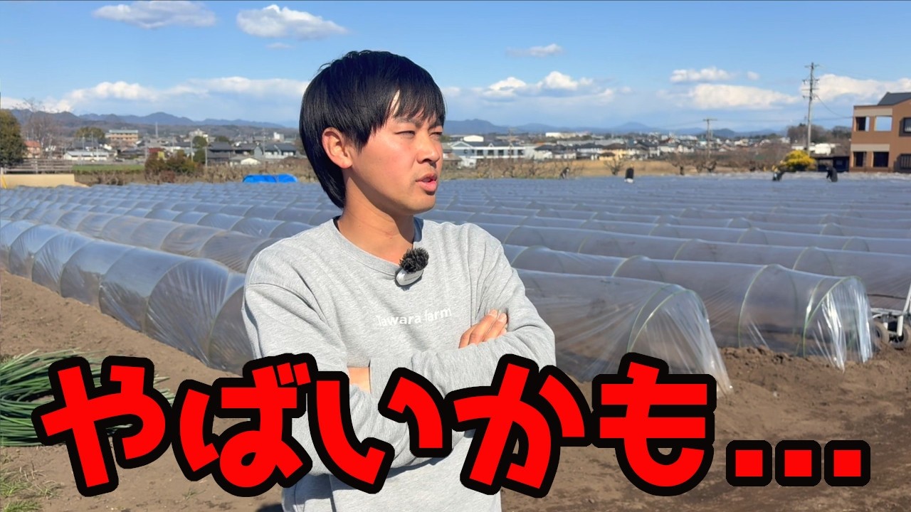 2月に撒いたとうもろこしの状況がまずいかもしれません。