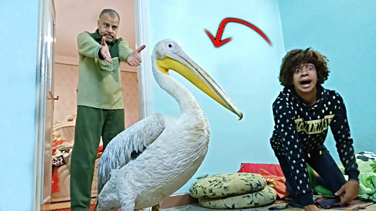 مقلب فى ابويا اشتريت بجعه و هتعيش معانا فى البيت طردنا برا