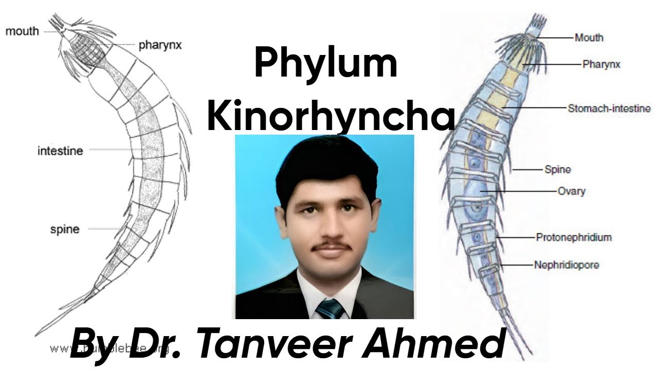 Phylum Kinorhyncha