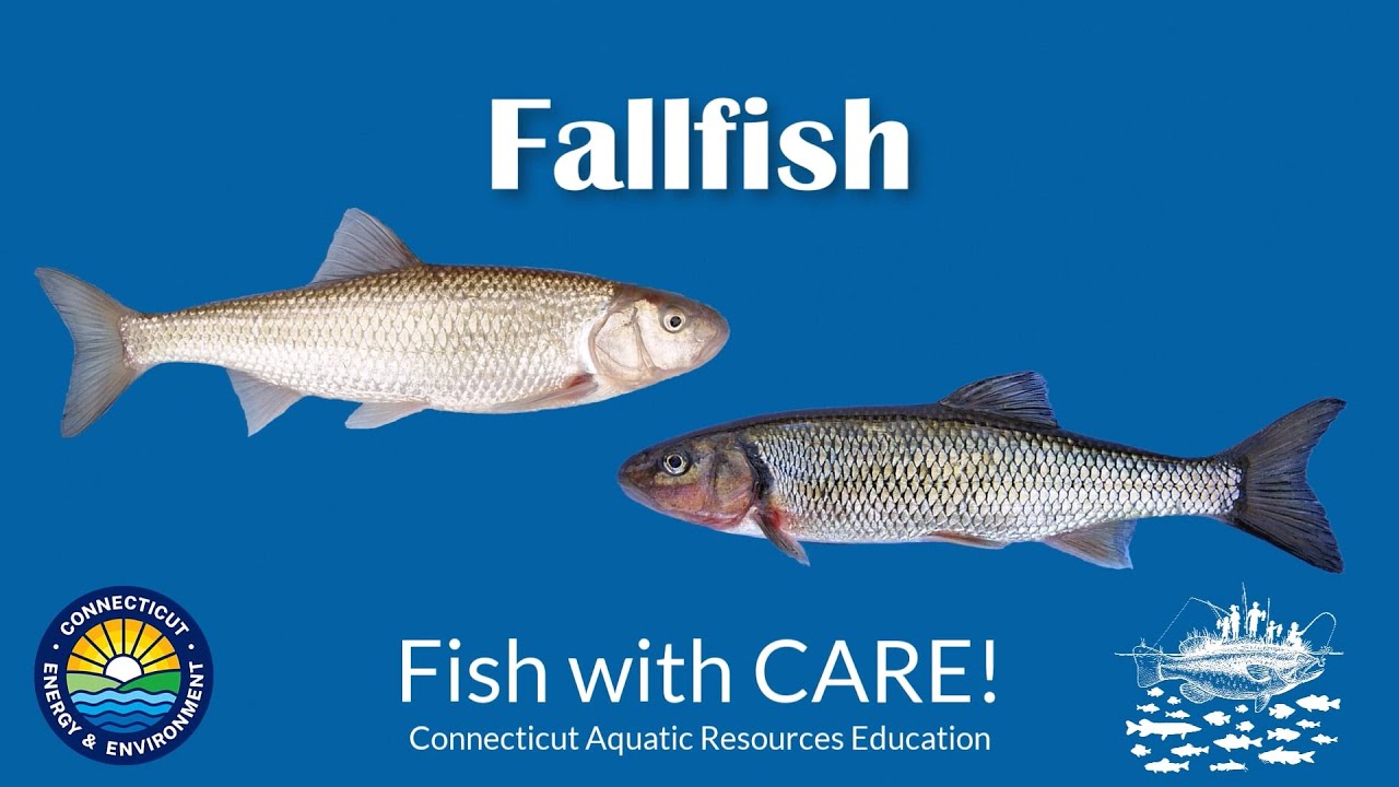 Catching Fallfish - CT Youth Fishing Passport