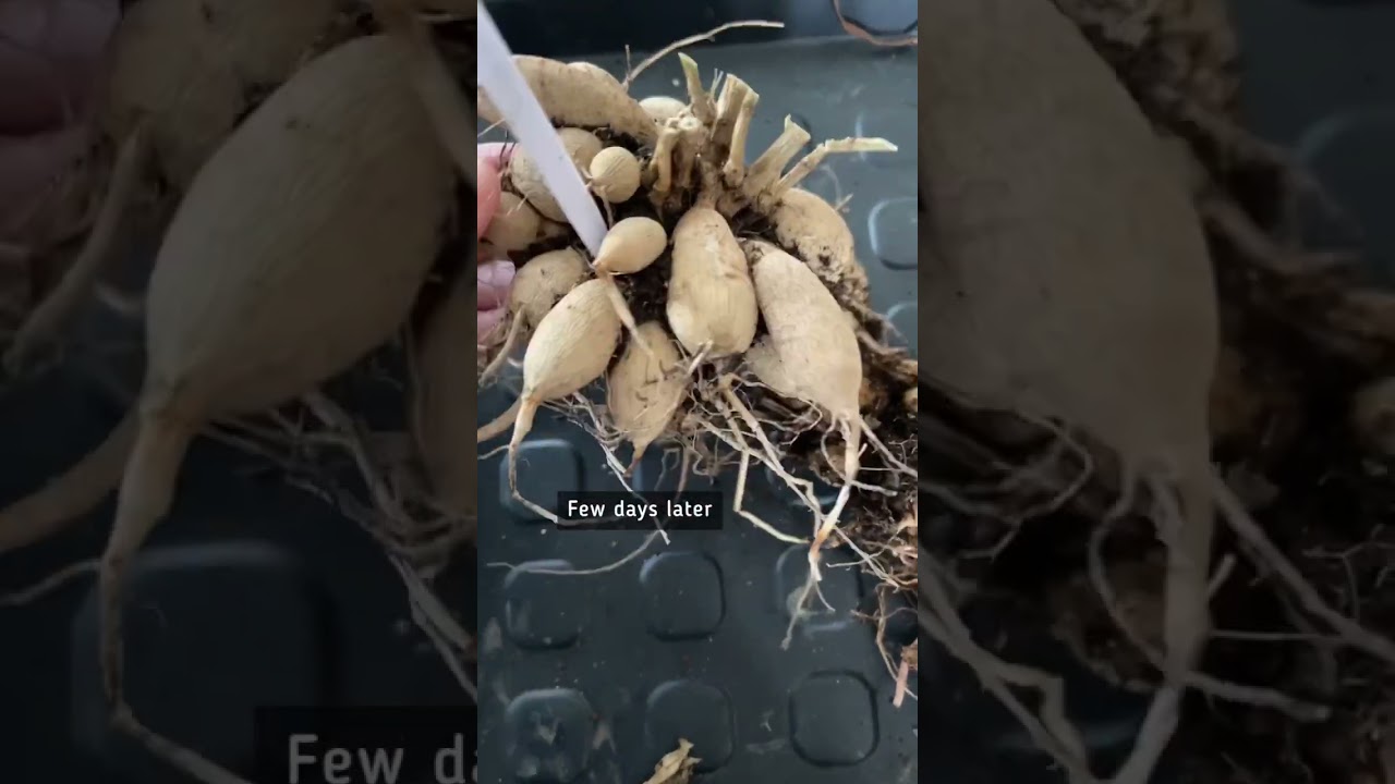 Storing dahlia tubers for winter