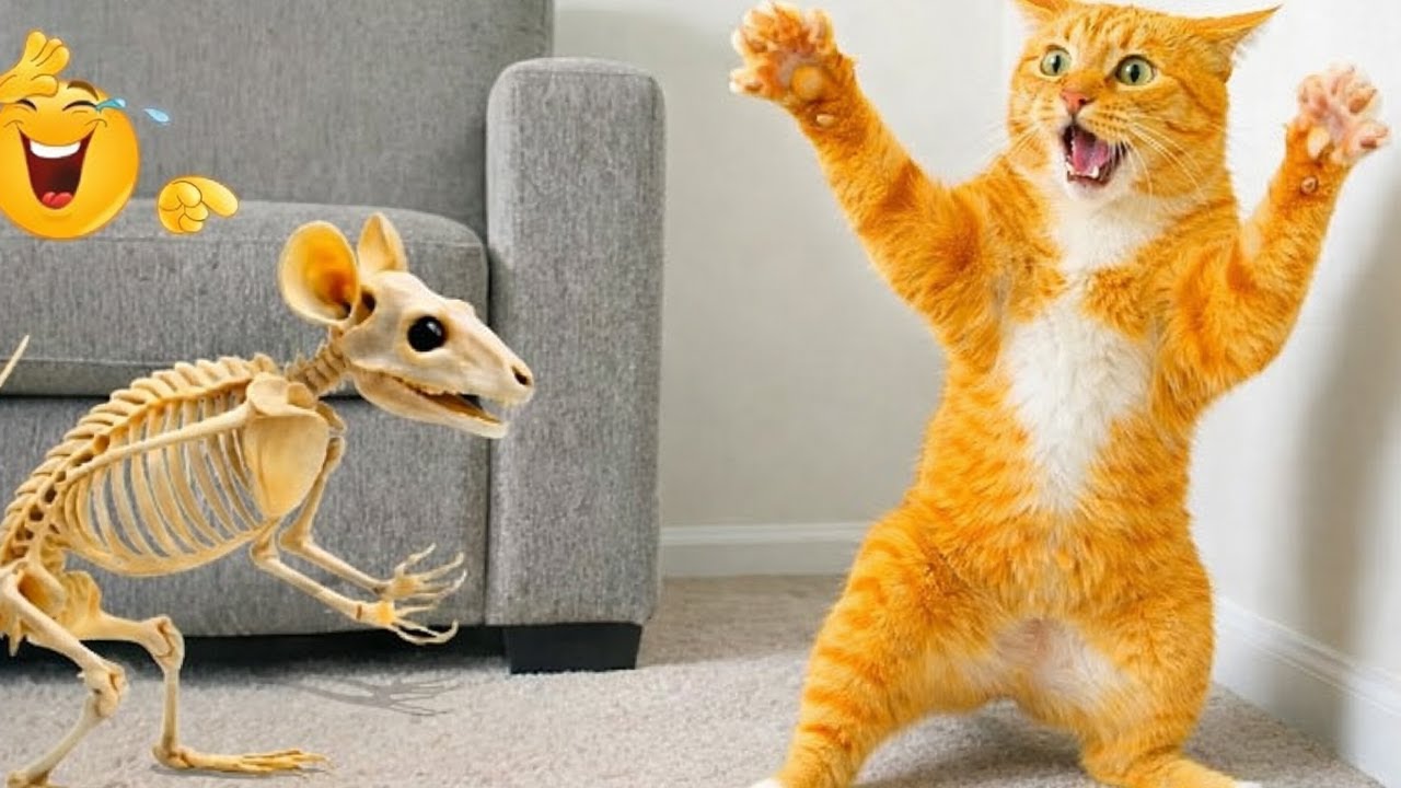 The Funniest CATS on the Planet! 🌍🤣 SUPER Funny Cats Video🙀😹