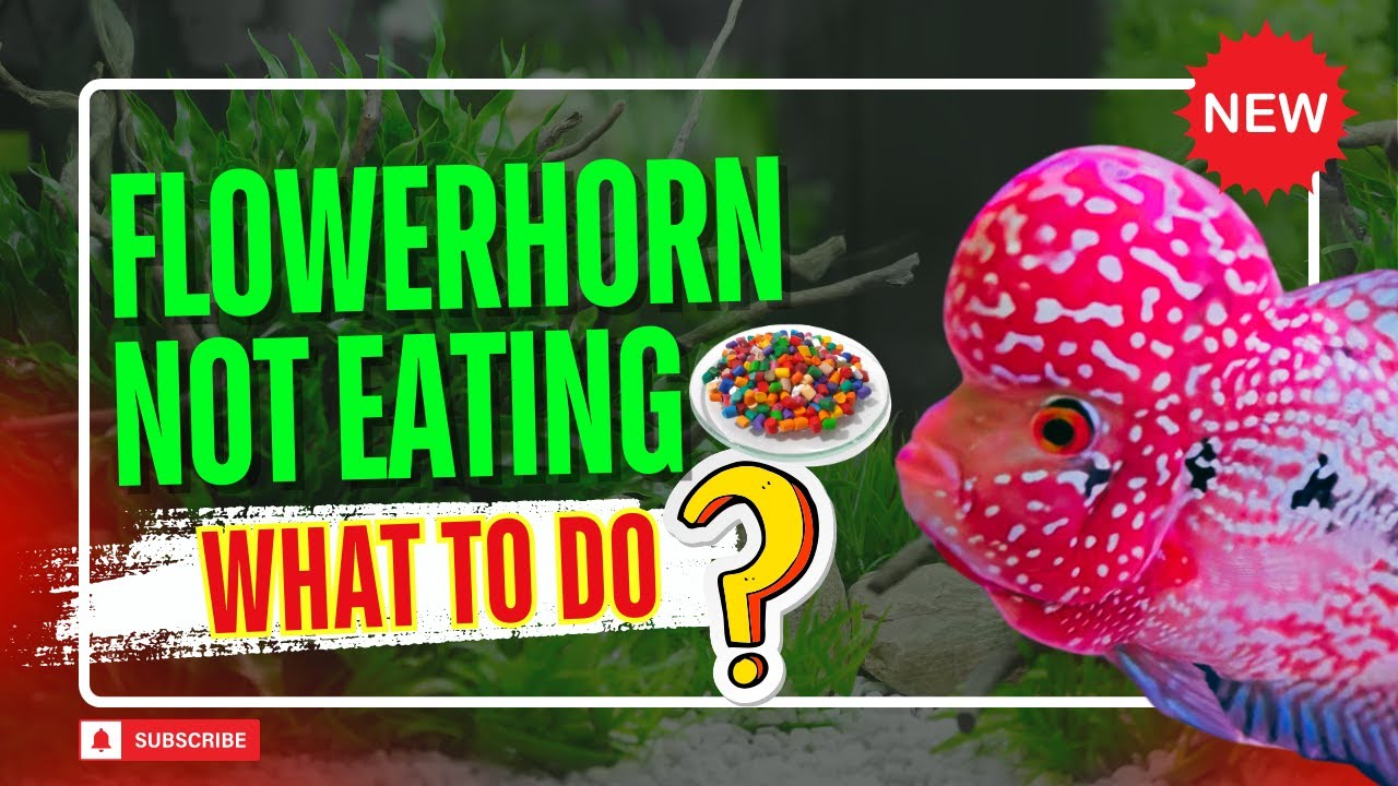 Flowerhorn Fish Not Eating - What To Do Now? || Must Watch